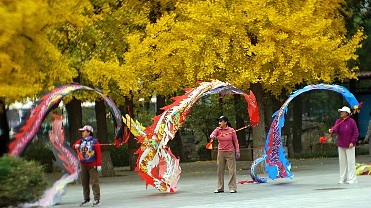 银杏树下飞龙舞