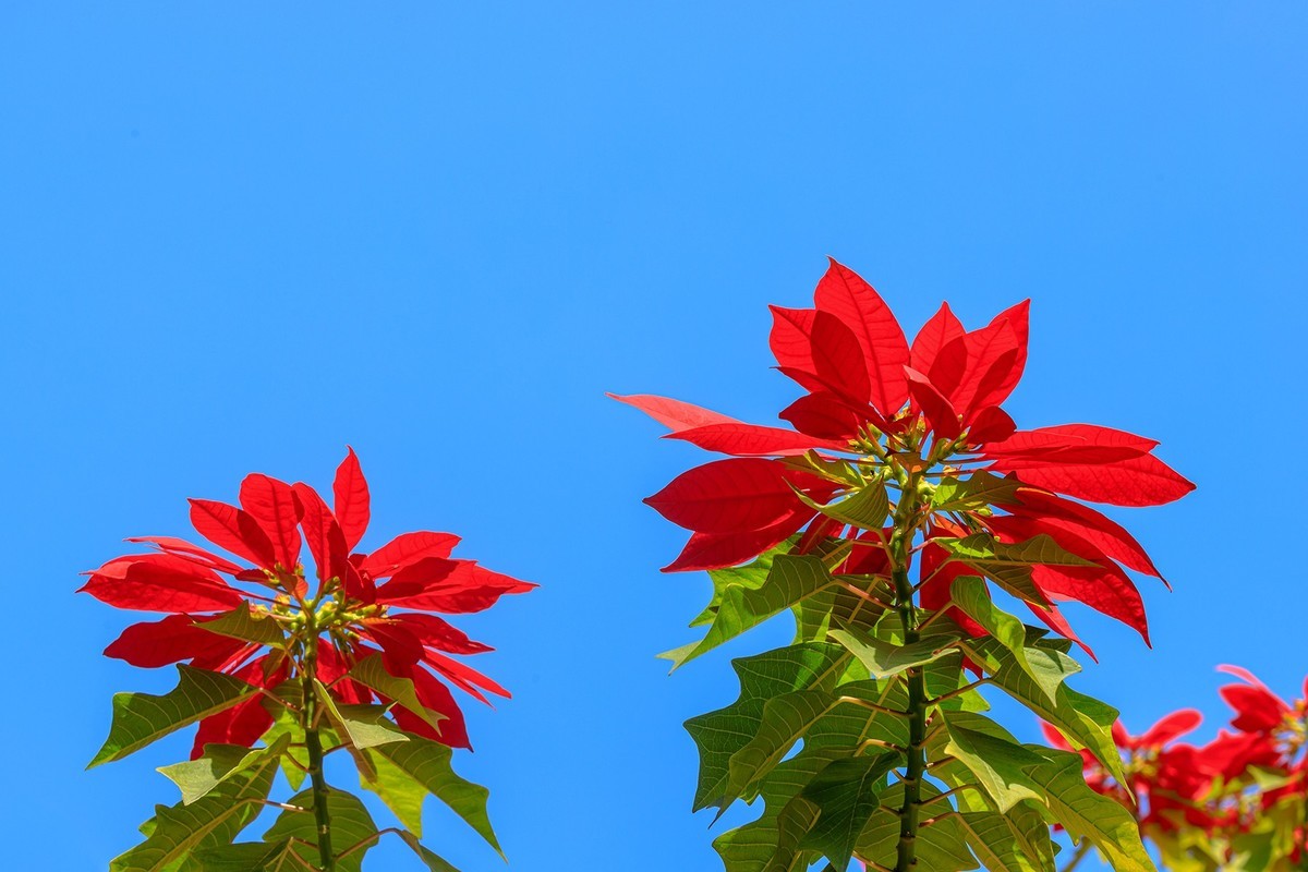 2022花城看花(1):一品红-中关村在线摄影论坛