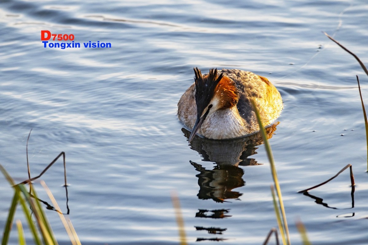 玉龙湖里的鸊鹈（137）