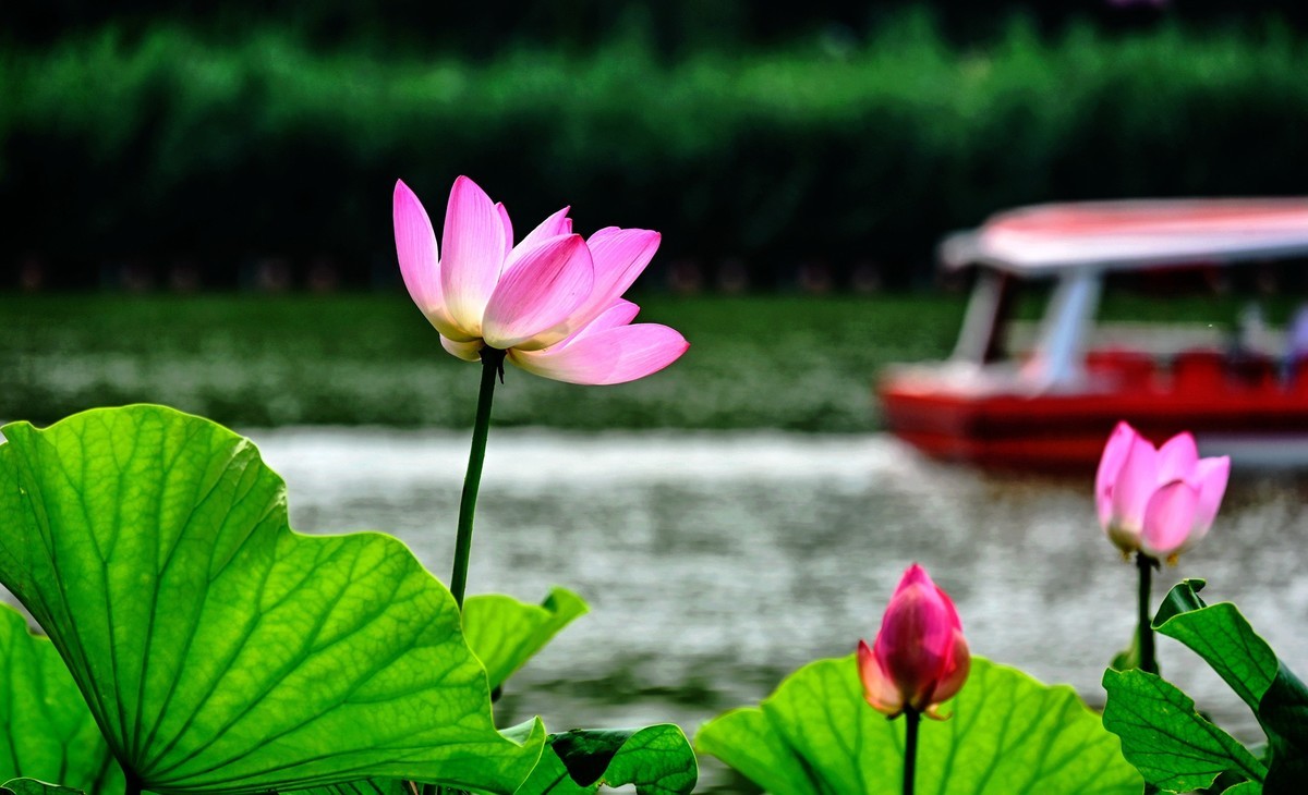 又到一年赏荷时