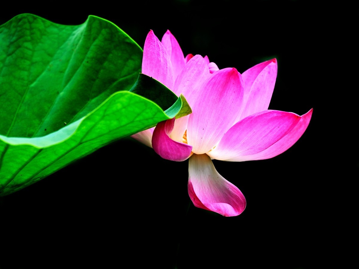 又到一年赏荷时