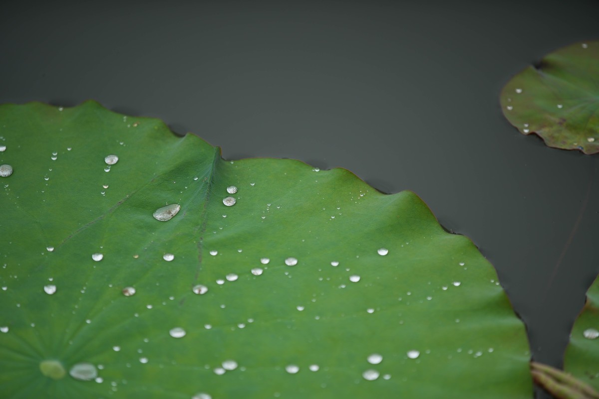 SonyA7M4接佳能小白兔试拍荷花