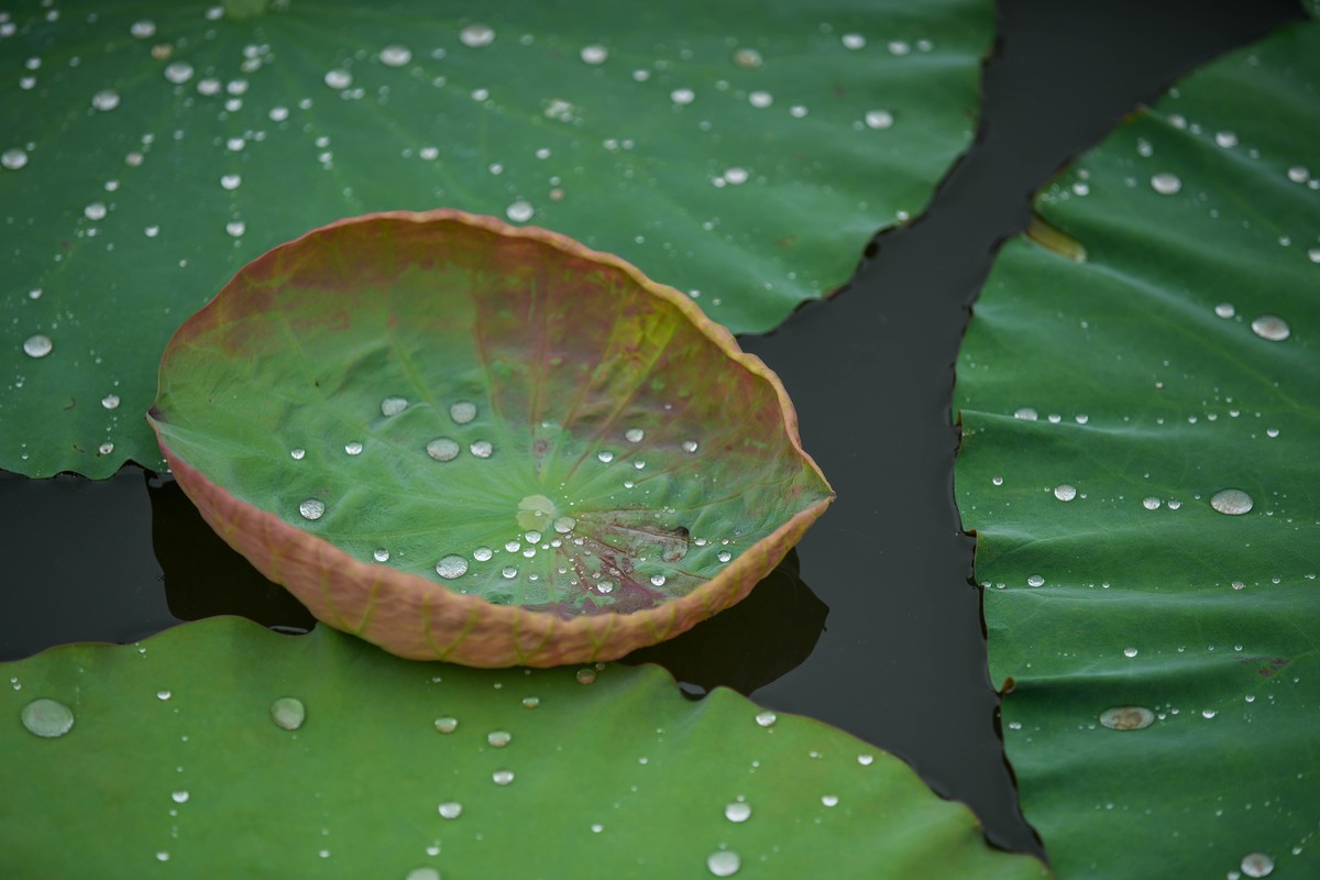 SonyA7M4接佳能小白兔试拍荷花