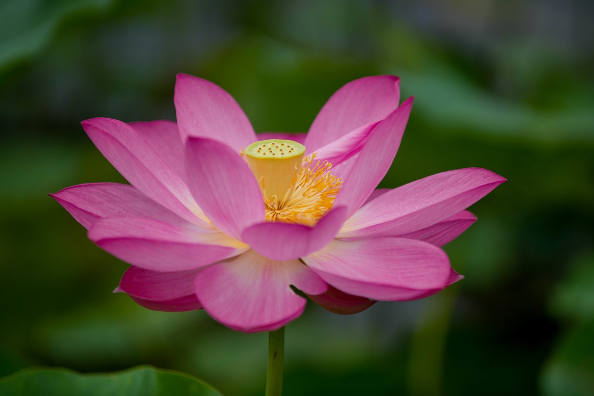 SonyA7M4接佳能小白兔试拍荷花