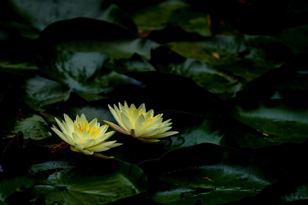 SonyA7M4接佳能小白兔试拍荷花