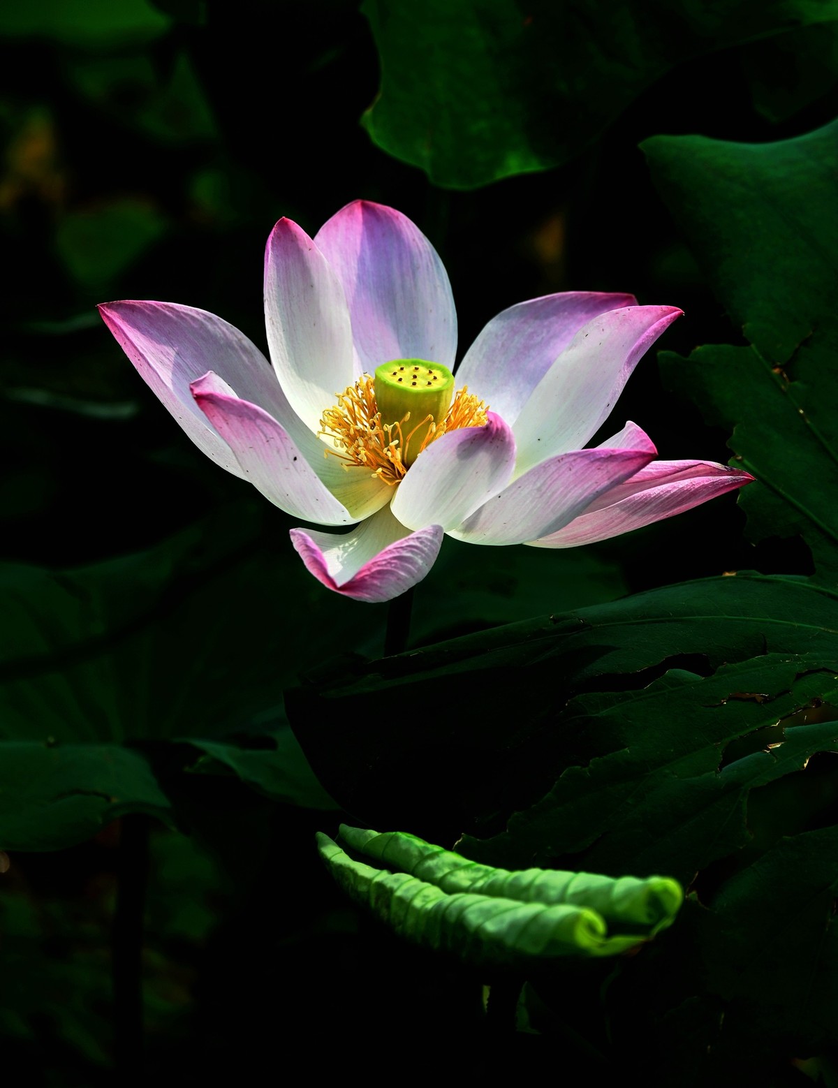 又到一年赏荷时