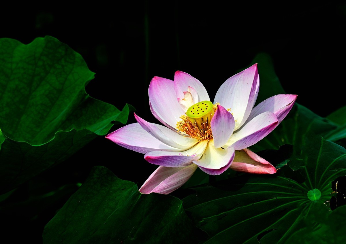 又到一年赏荷时