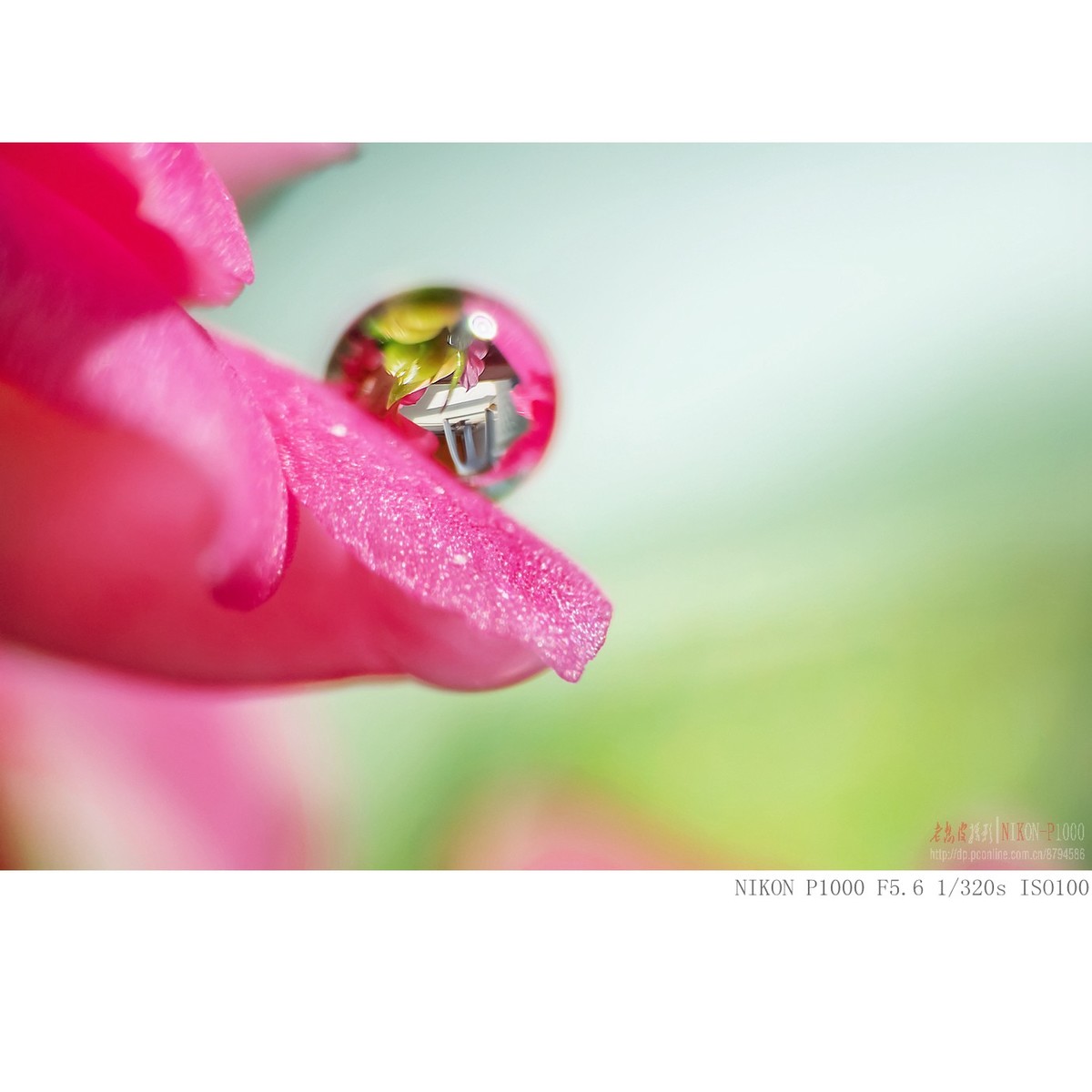 长寿花上的水珠