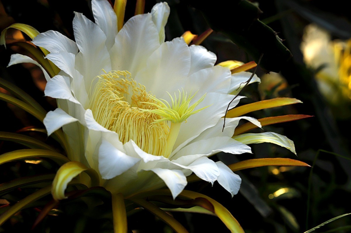 夏日火龙果花朵金灿灿
