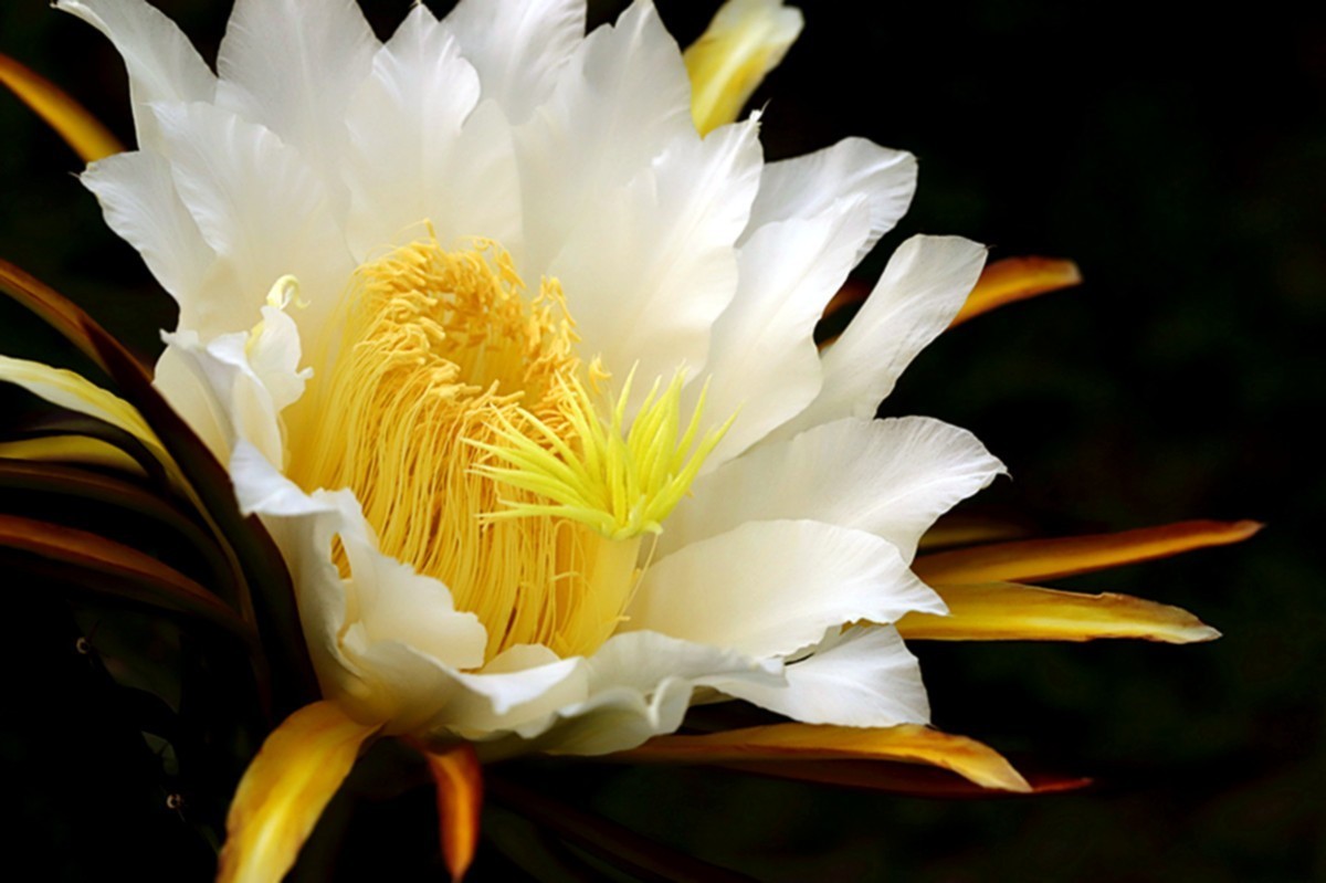 夏日火龙果花朵金灿灿