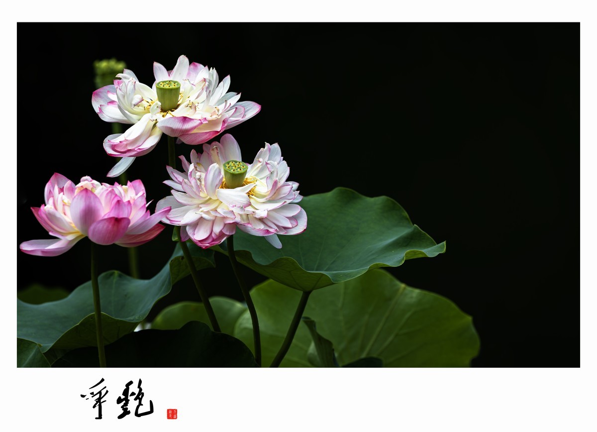 荷花创意习作