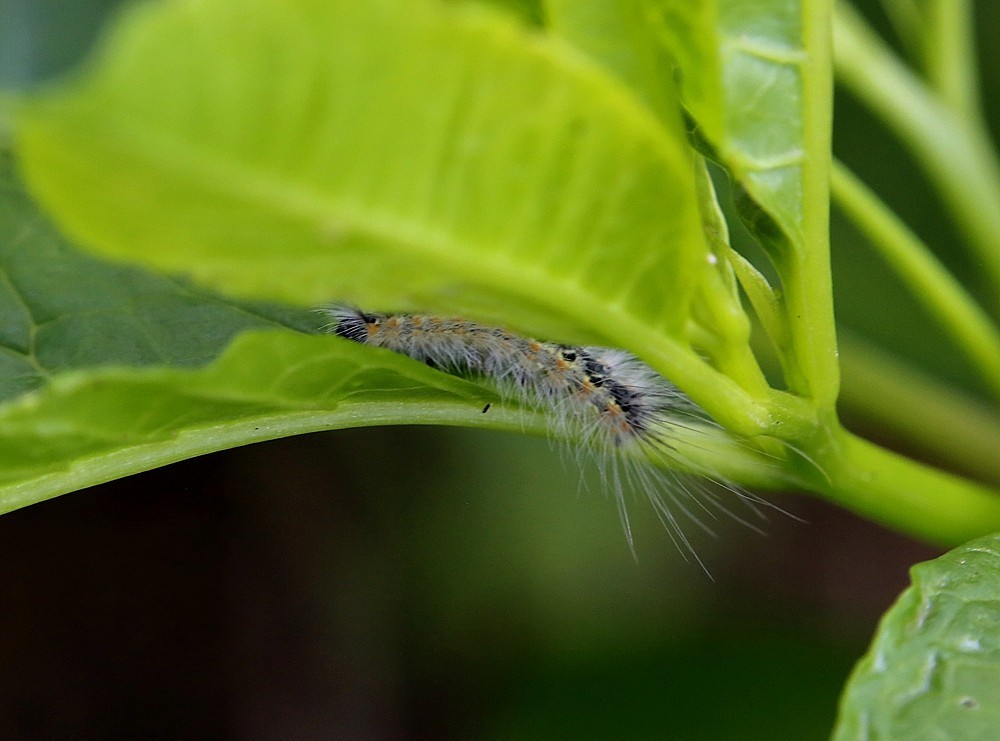 《不老松：纪实摄影》二游东戴河！动物篇：家燕、毛毛虫！