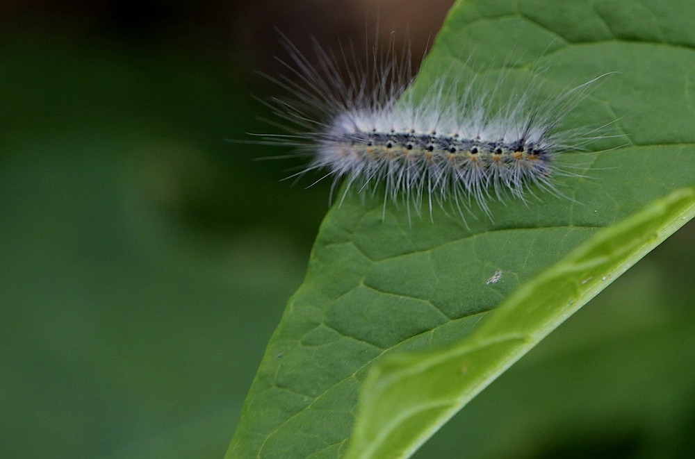 《不老松：纪实摄影》二游东戴河！动物篇：家燕、毛毛虫！