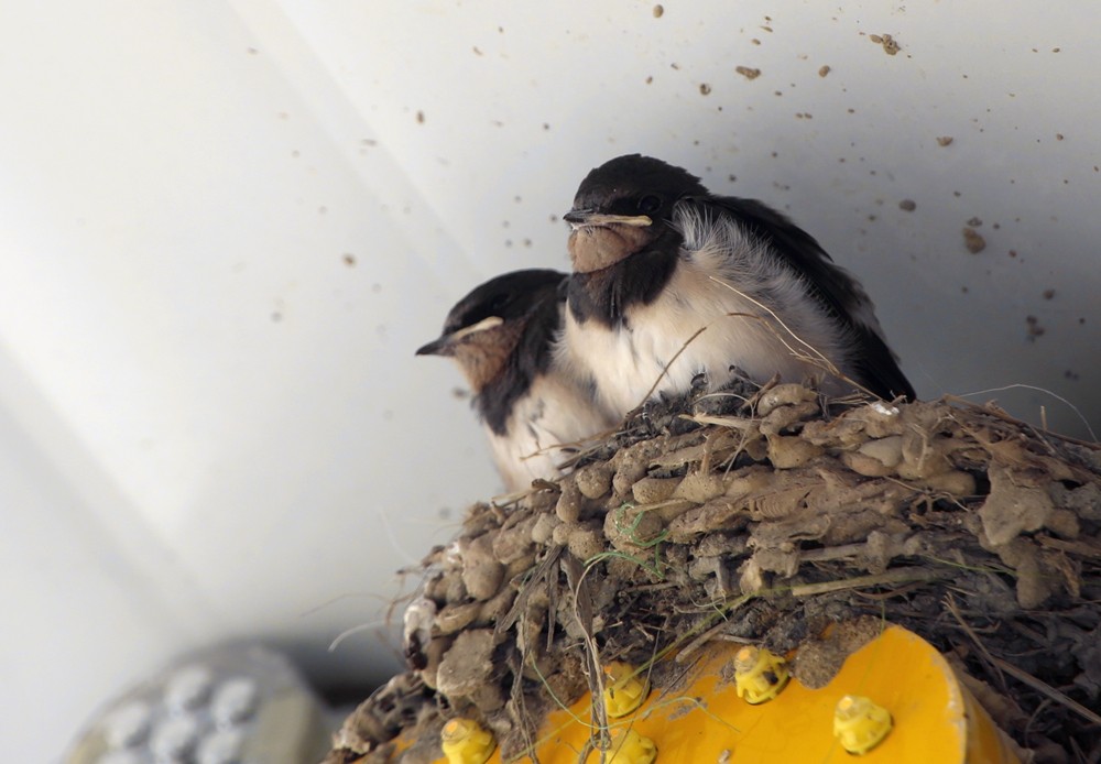 《不老松：纪实摄影》二游东戴河！动物篇：家燕、毛毛虫！