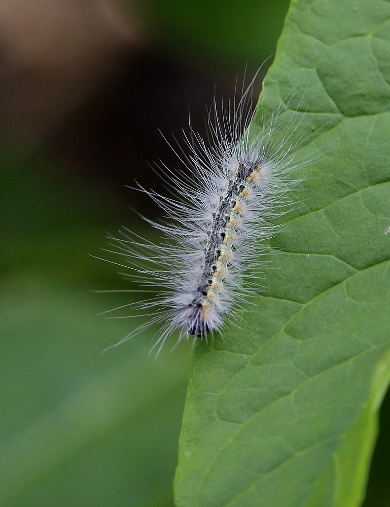 《不老松：纪实摄影》二游东戴河！动物篇：家燕、毛毛虫！