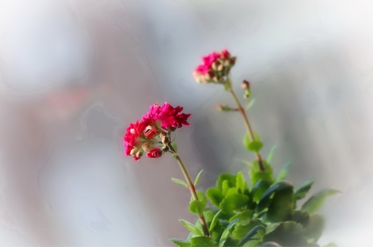 如意吉祥  福寿安康