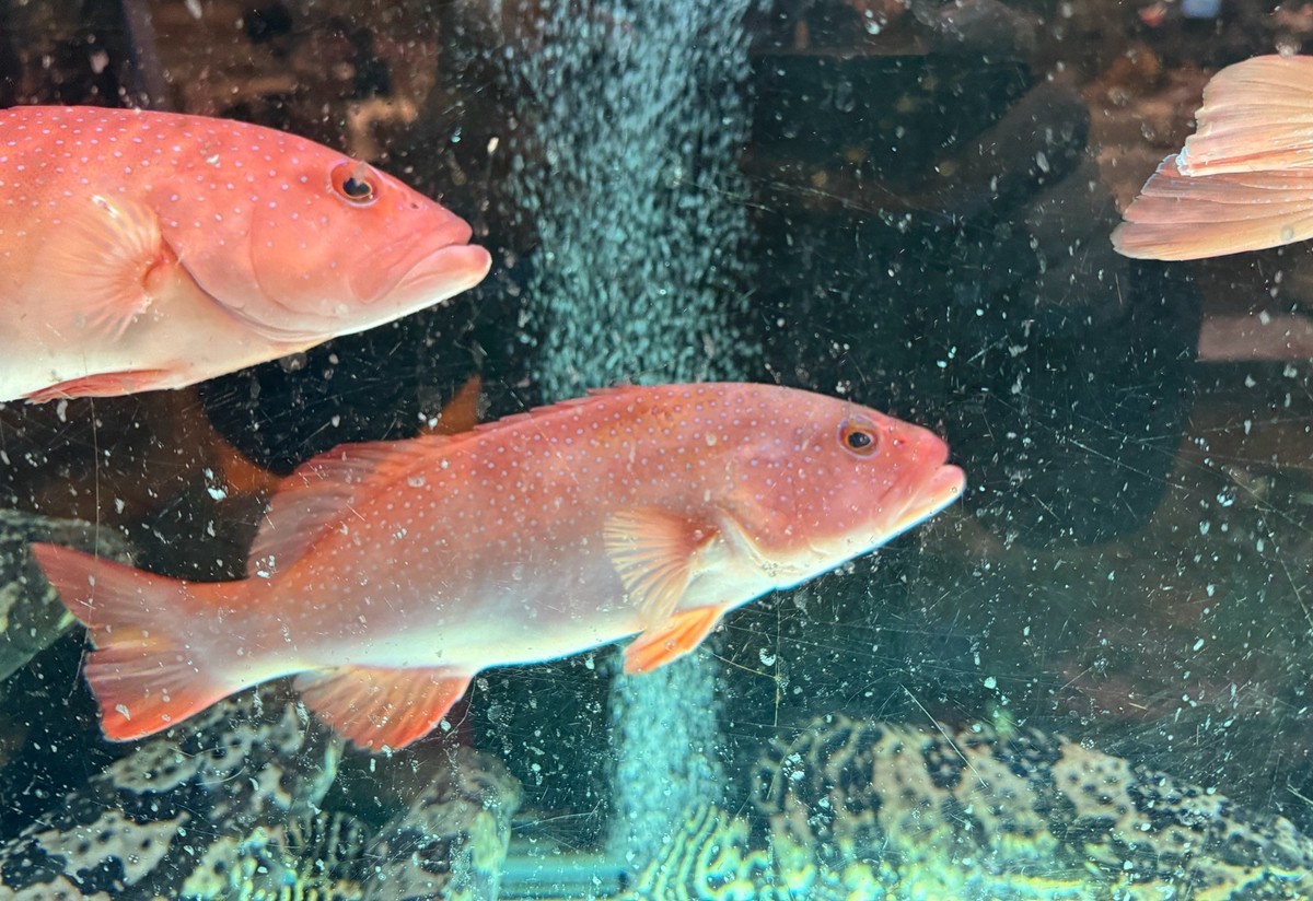 海鲜酒楼--香港【手机图】