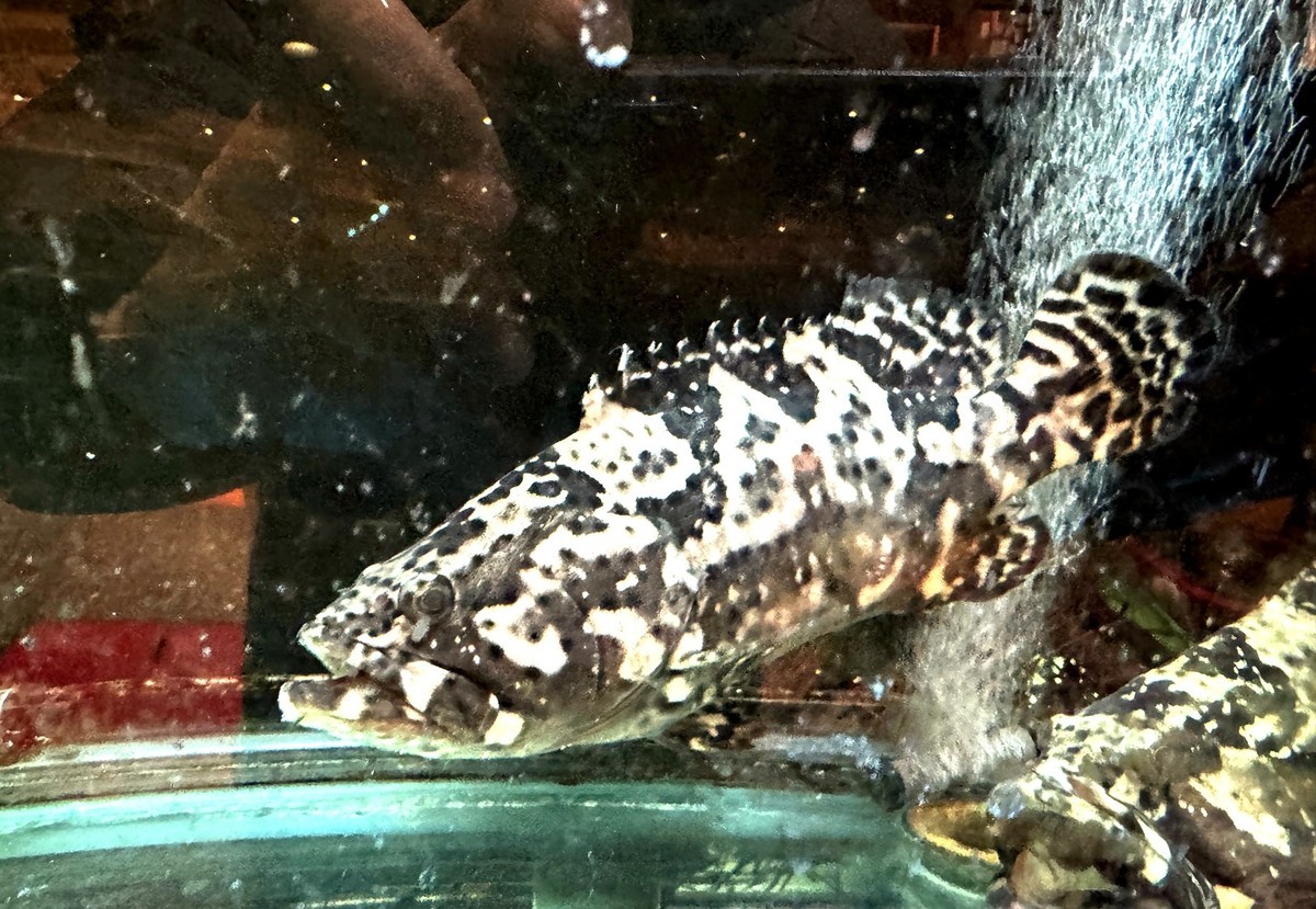 海鲜酒楼--香港【手机图】