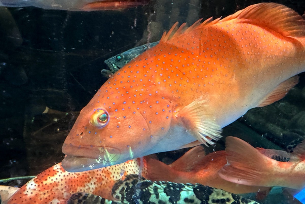 海鲜酒楼--香港【手机图】