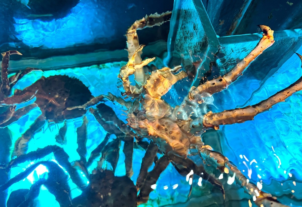 海鲜酒楼--香港【手机图】