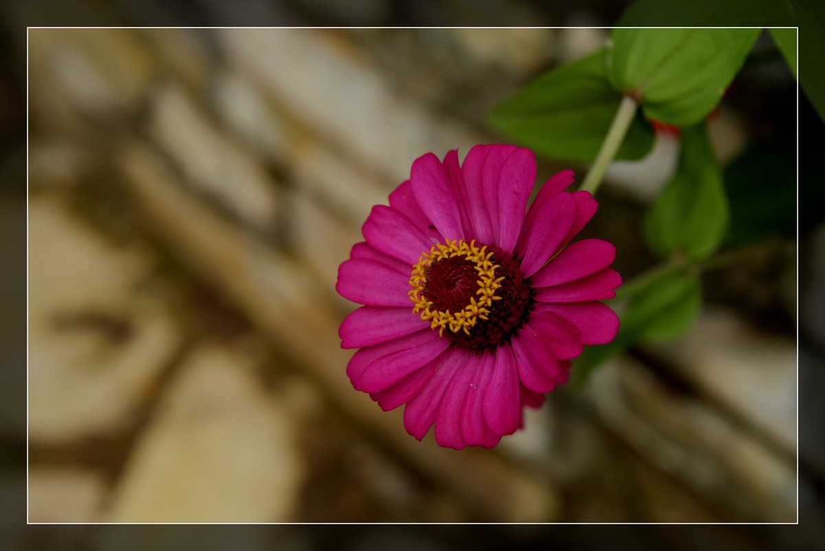 风光片不让发，发一组花卉吧－百日菊