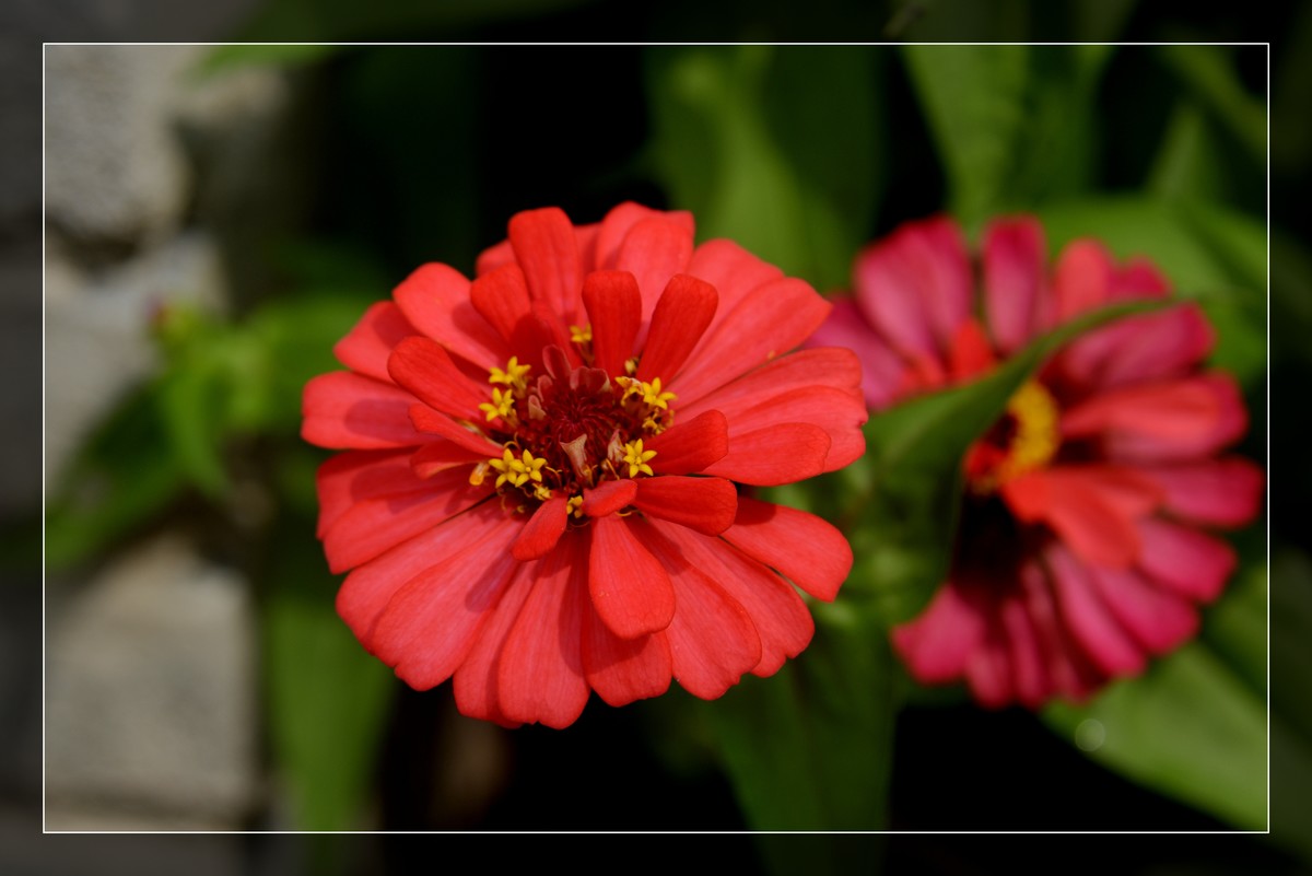 风光片不让发，发一组花卉吧－百日菊