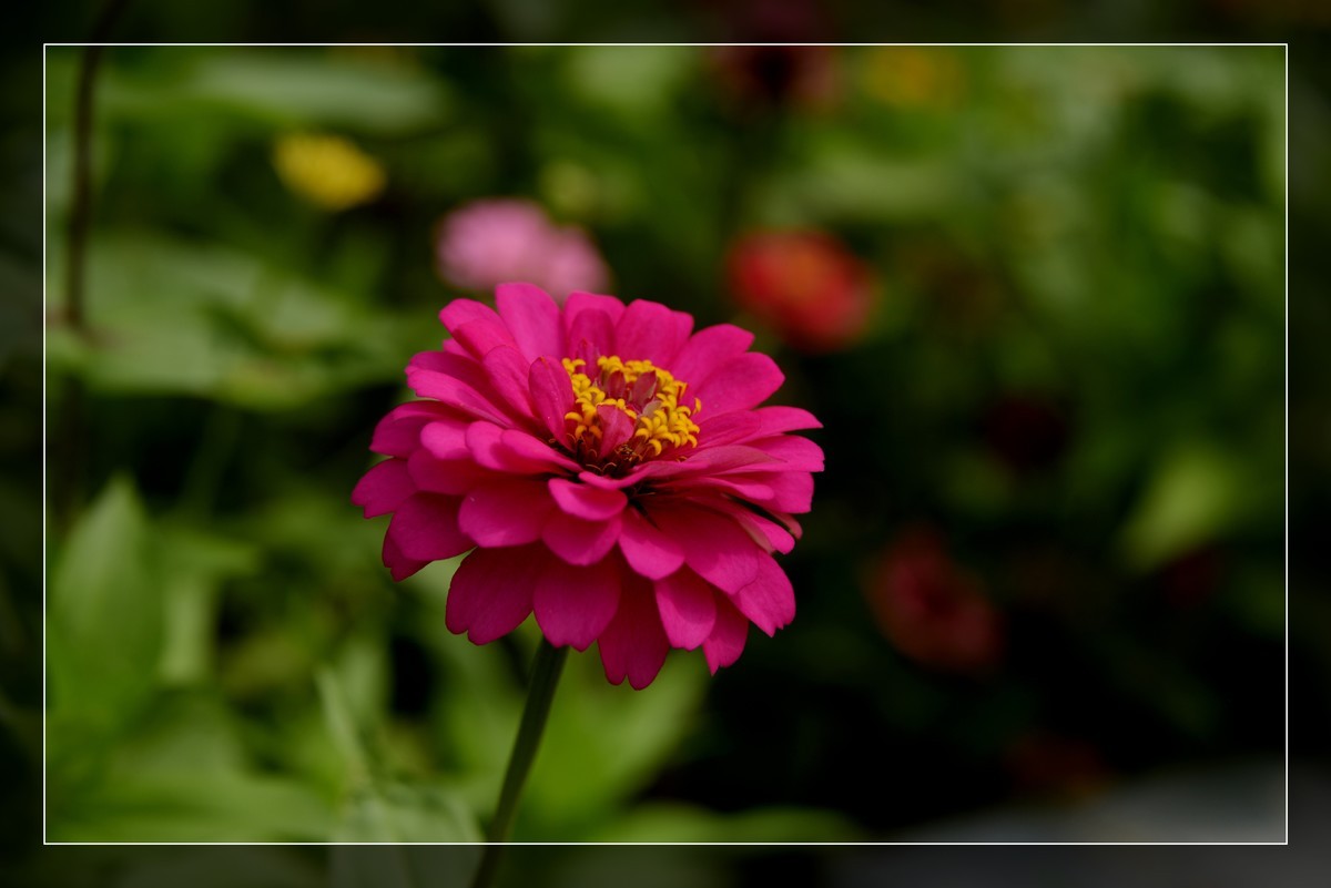 风光片不让发，发一组花卉吧－百日菊