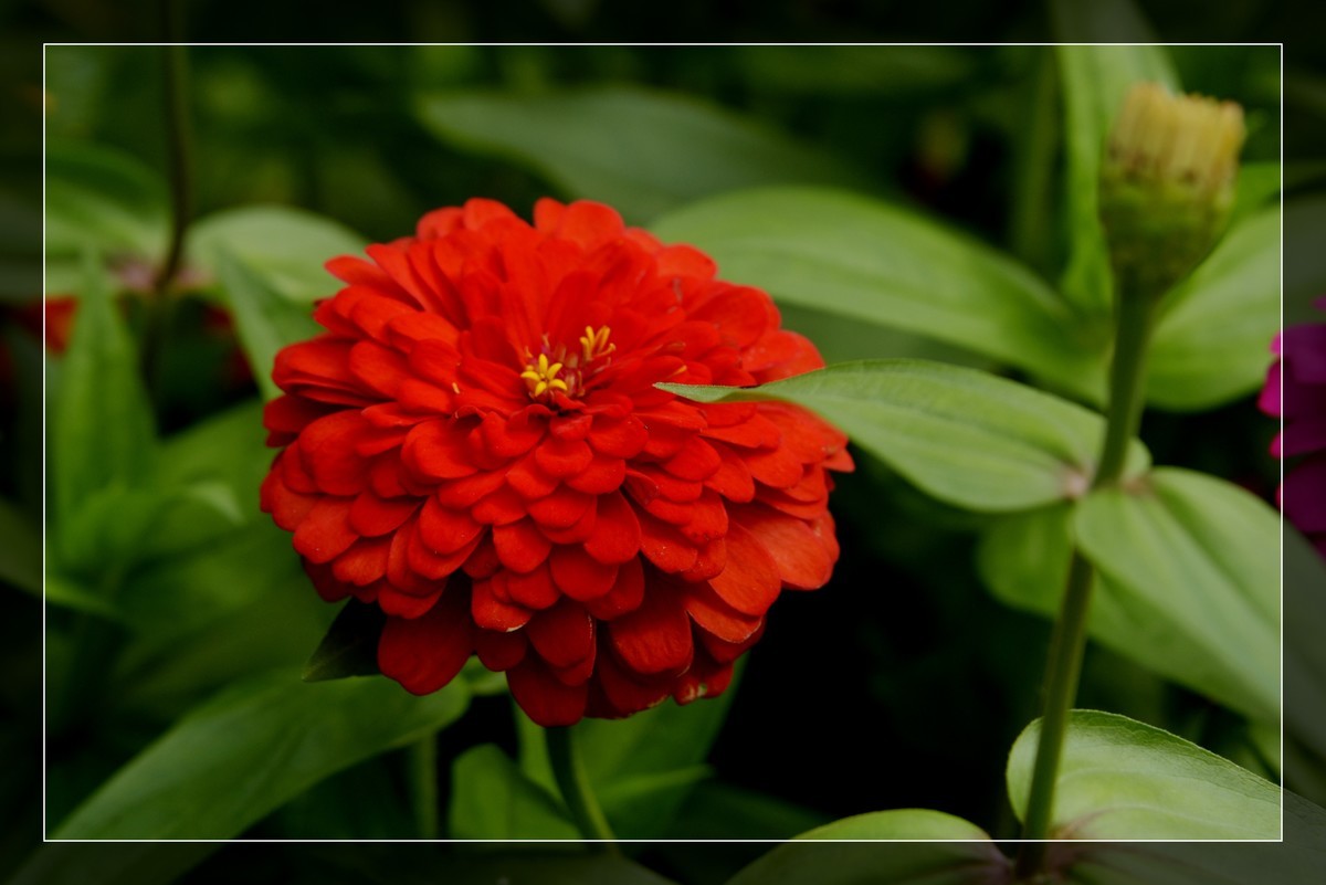 风光片不让发，发一组花卉吧－百日菊