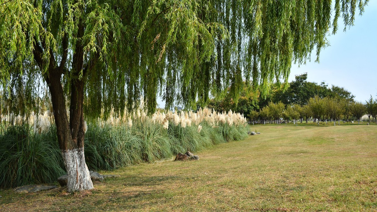 湿地公园秋拍（2025004）