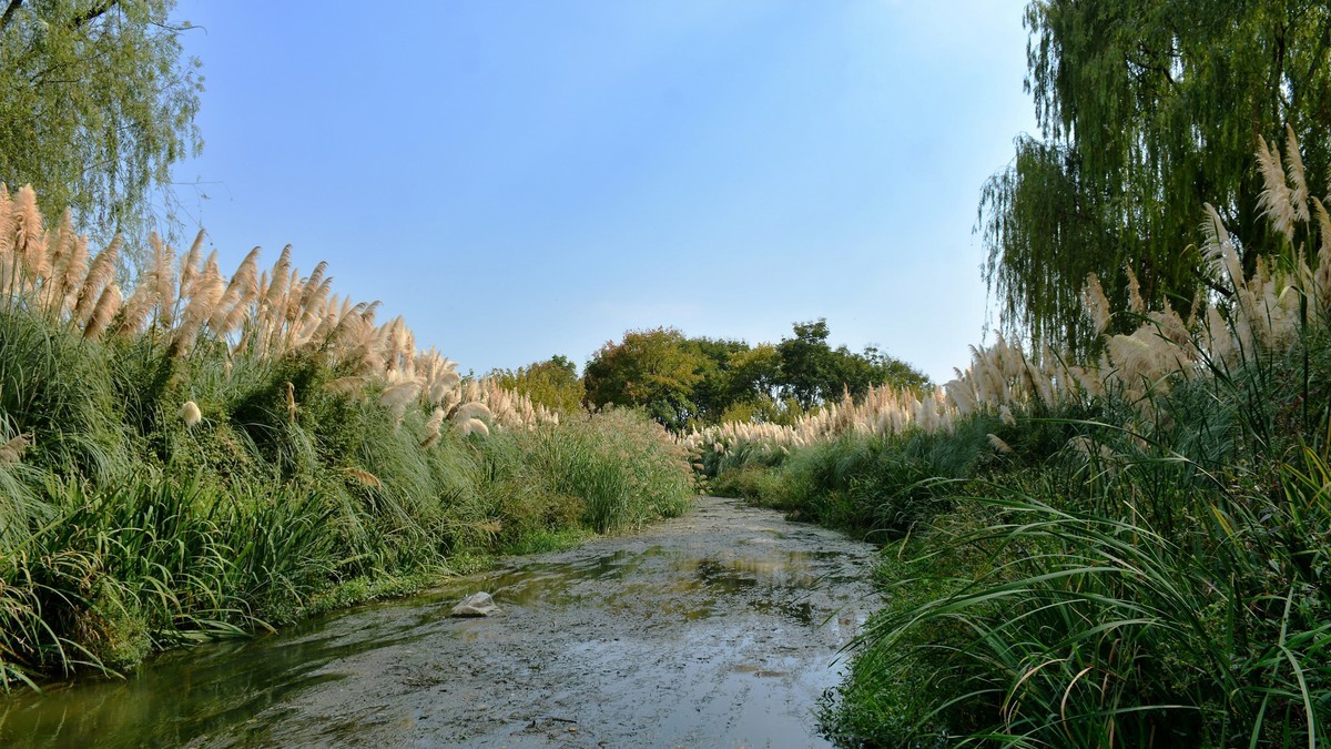 湿地公园秋拍（2025004）