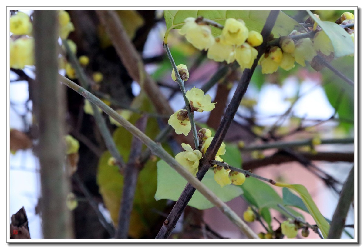 梅花闹春（2）