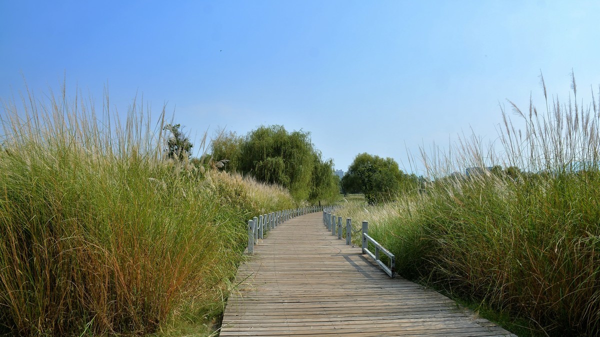 湿地公园秋拍（2025004）