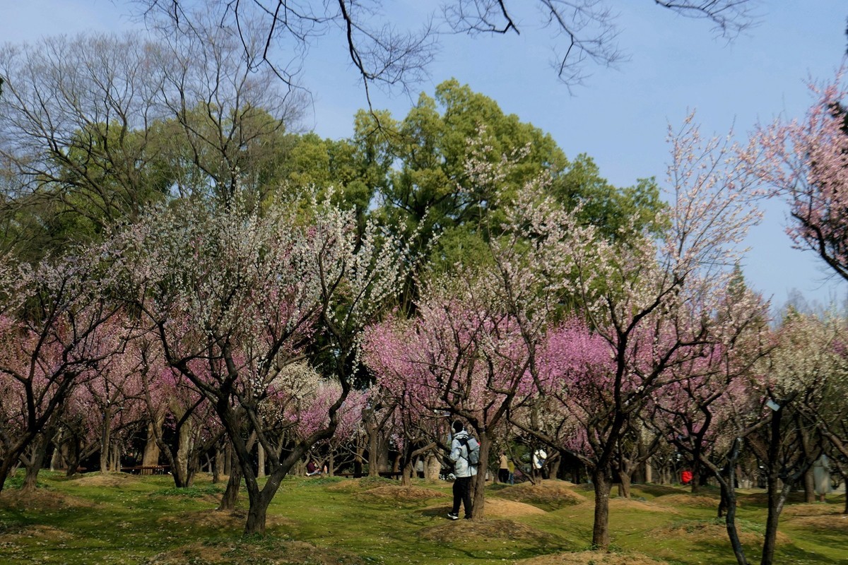 东湖梅花园十四