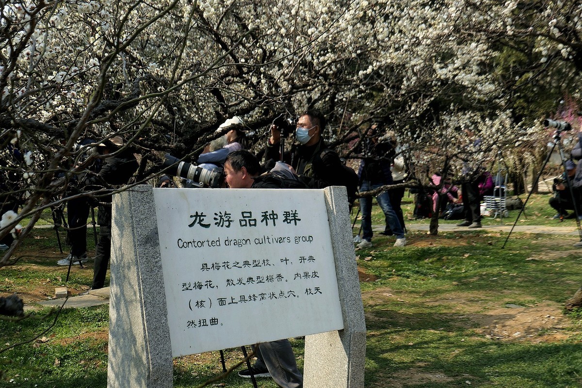 东湖梅花园十四