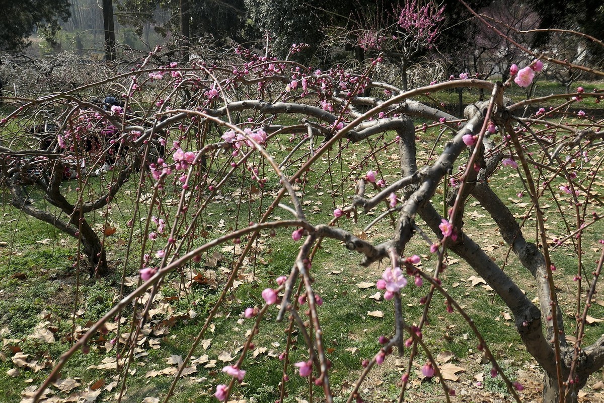 东湖梅花园十四