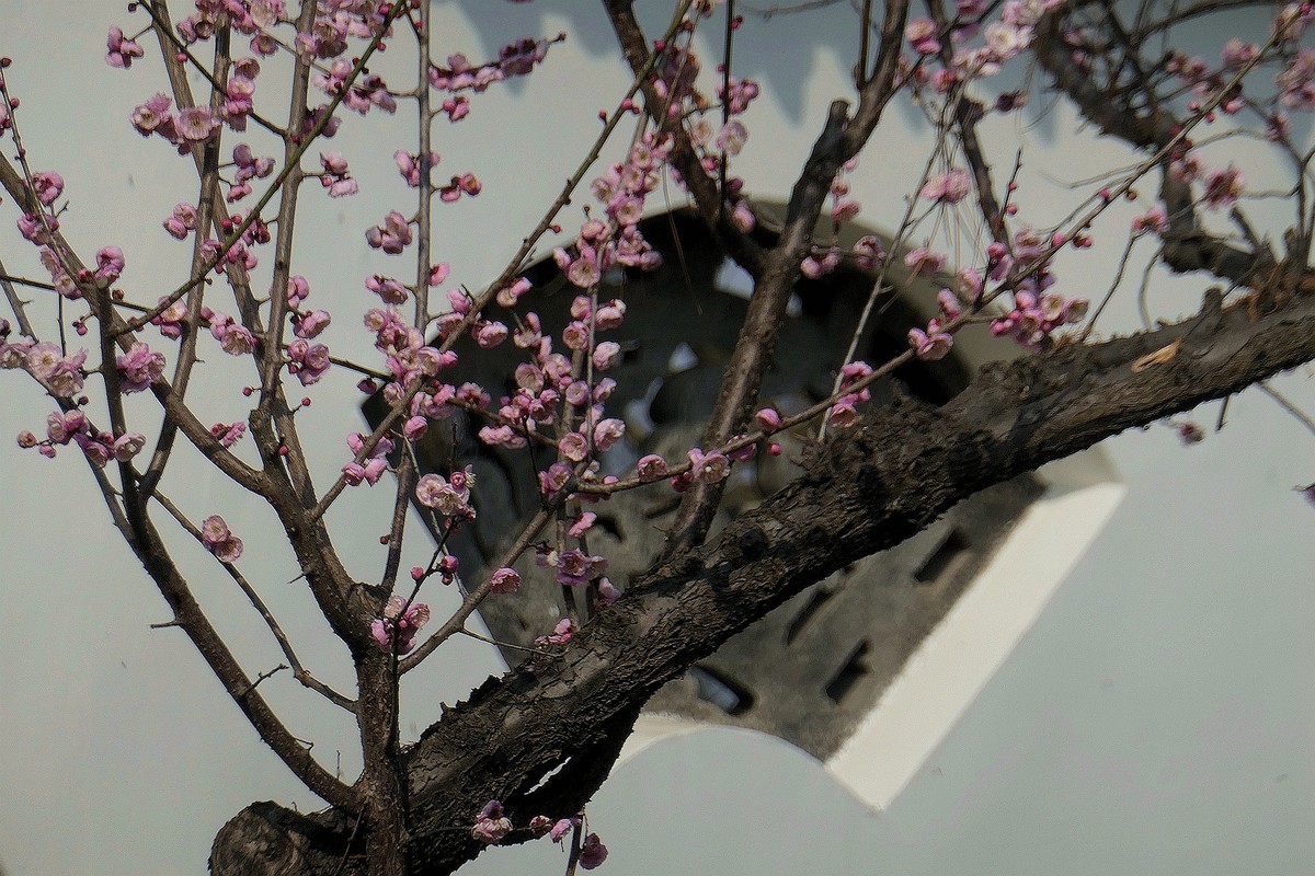 东湖梅花园十四