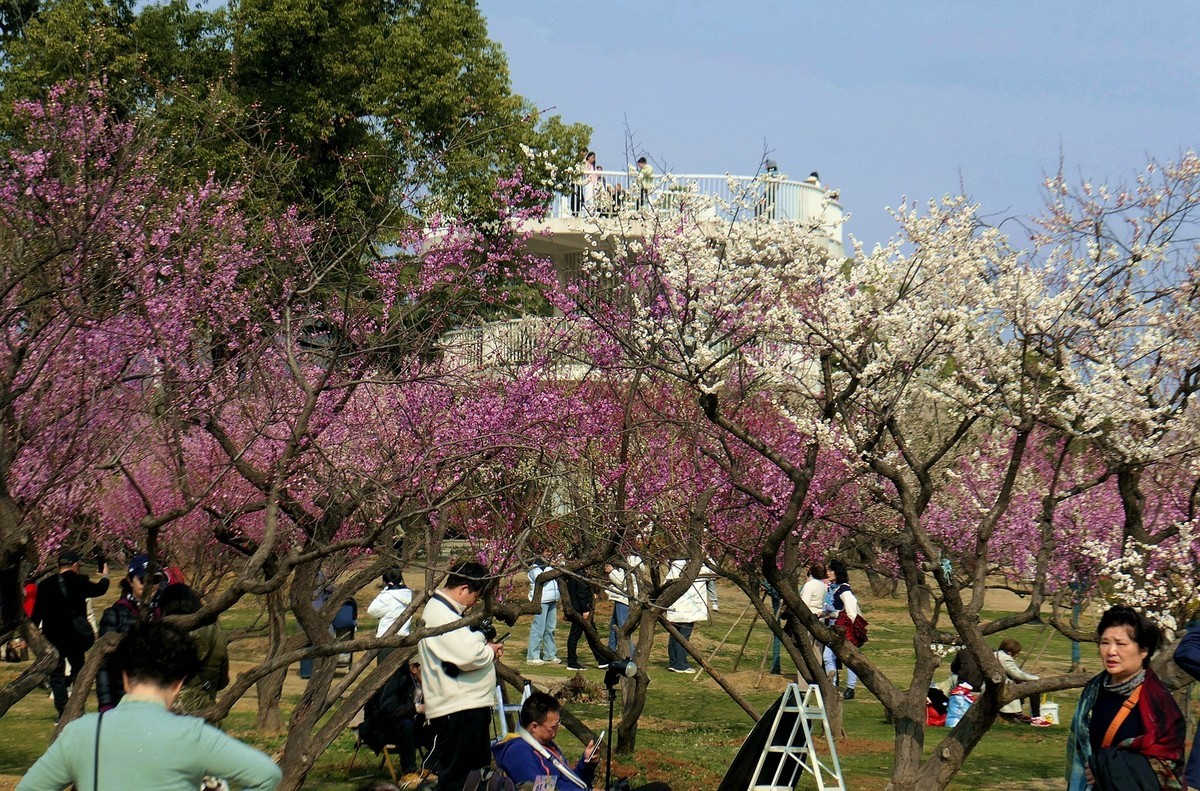 请假帖—东湖梅花园十五