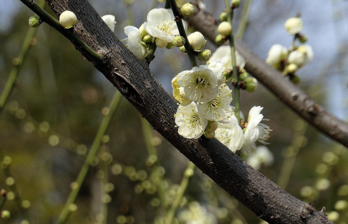 请假帖—东湖梅花园十五