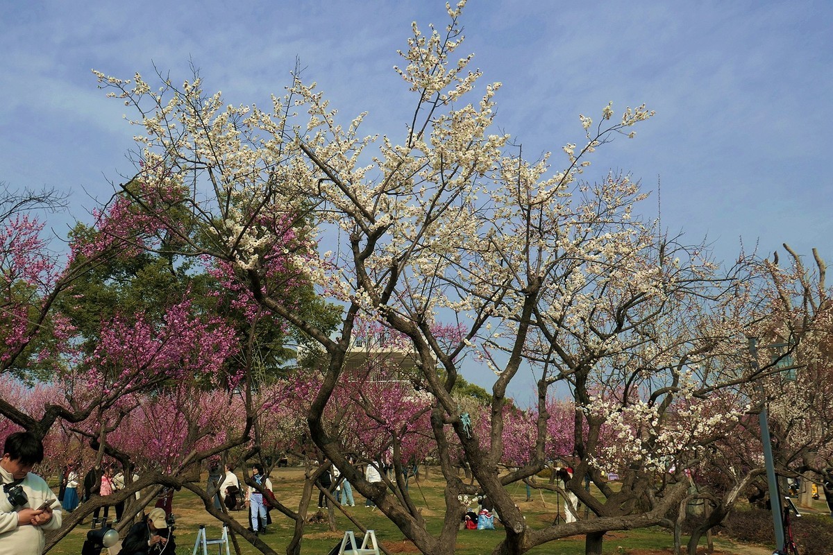 请假帖—东湖梅花园十五