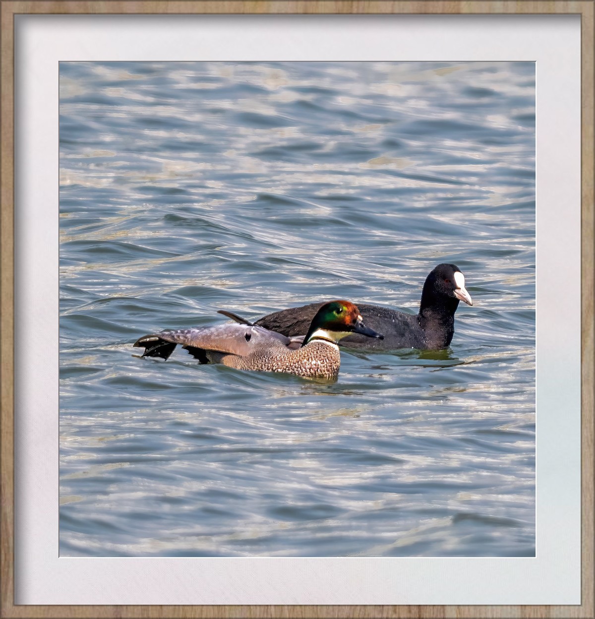难得看见的罗纹鸭