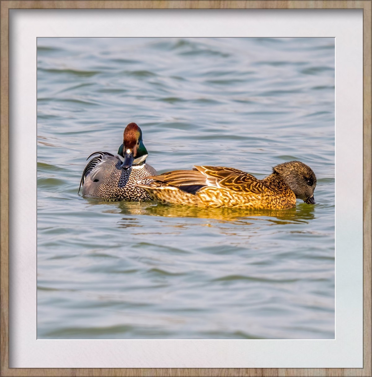 难得看见的罗纹鸭