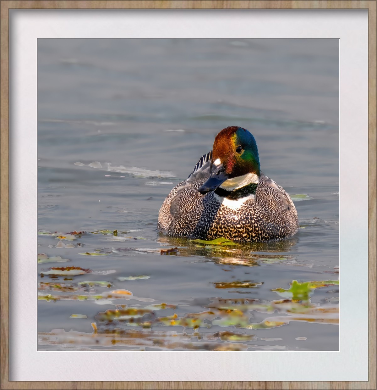 难得看见的罗纹鸭