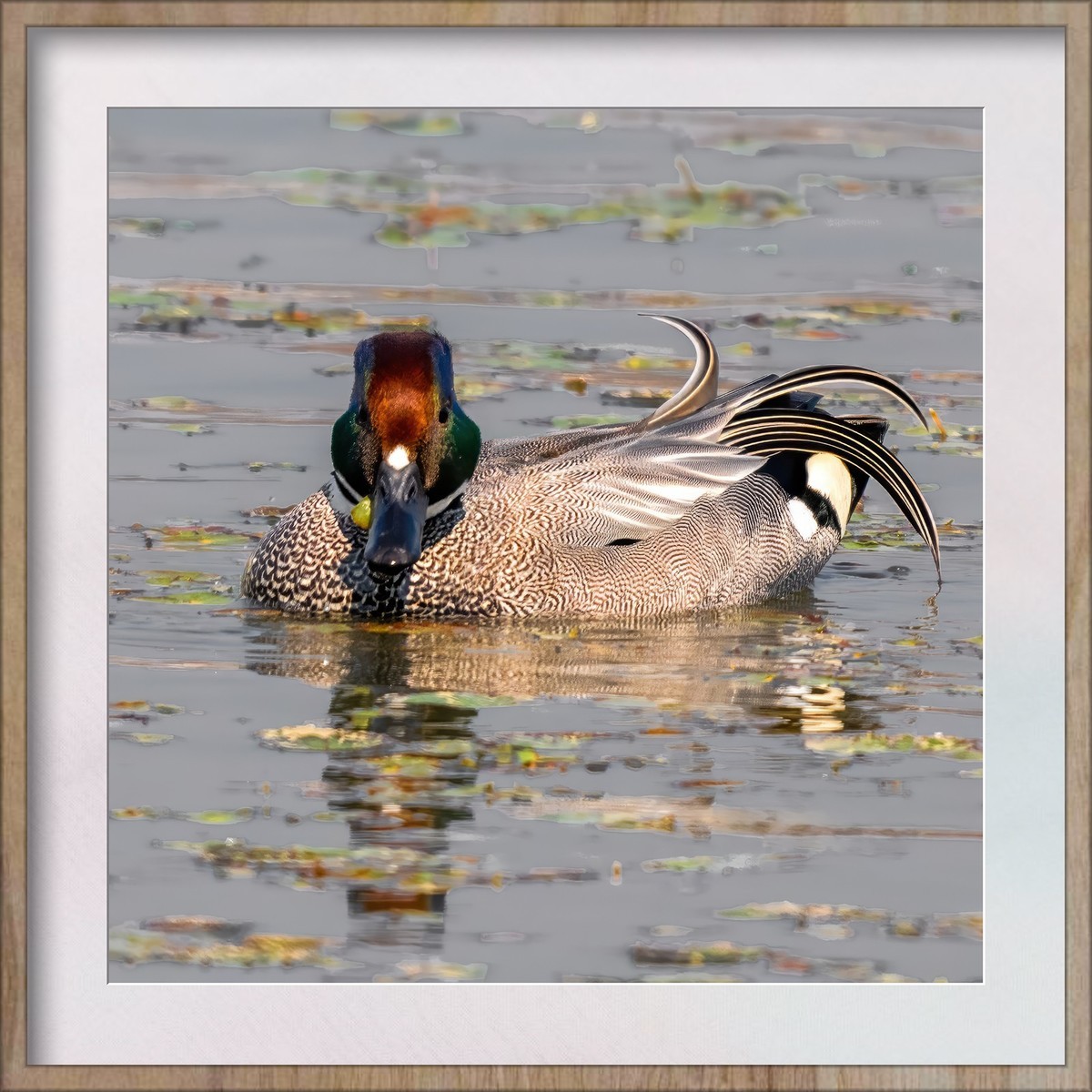难得看见的罗纹鸭