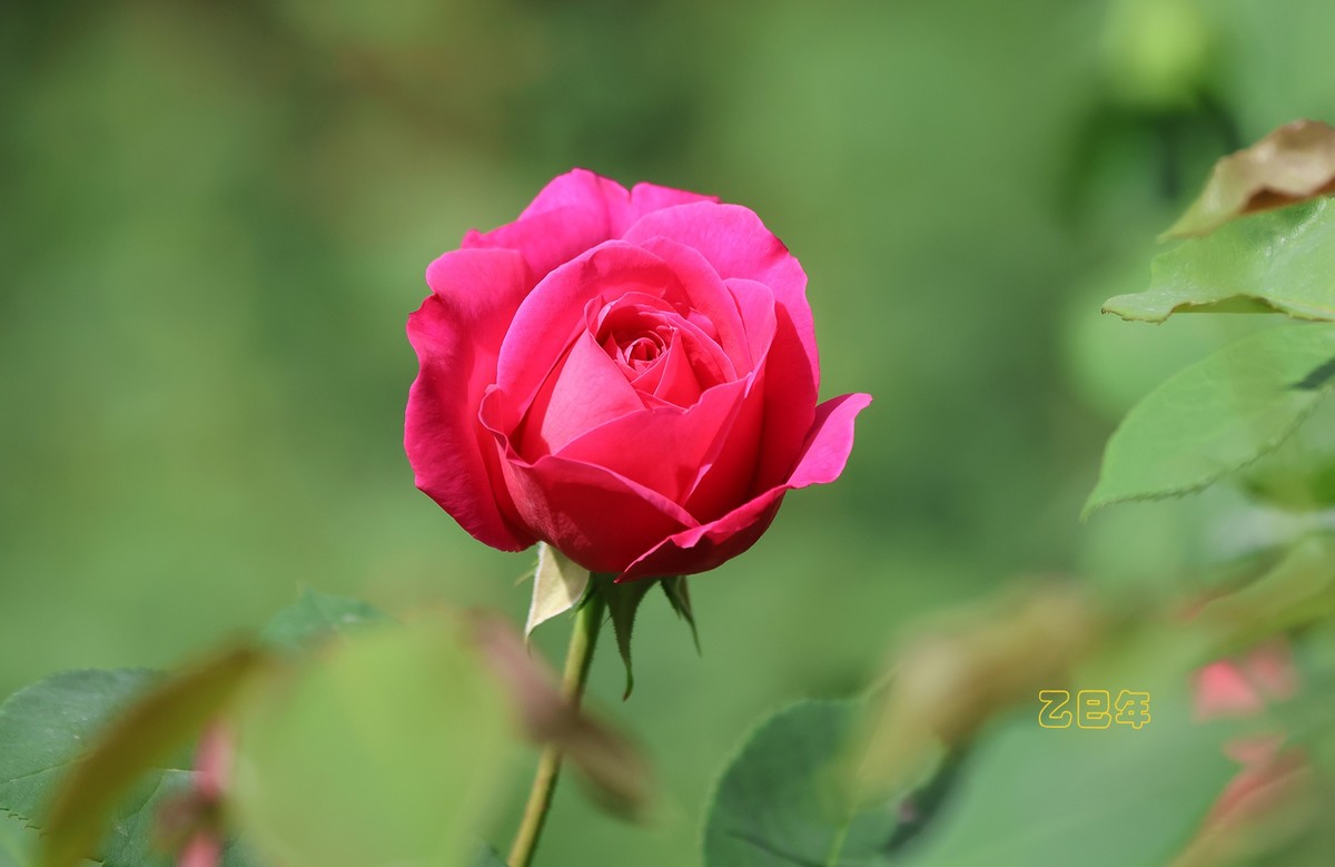 月季花【乙巳年-130】