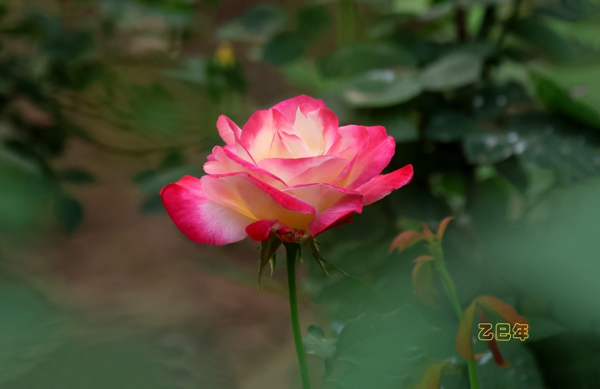 月季花【乙巳年-130】