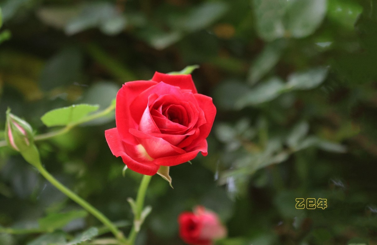 月季花【乙巳年-130】