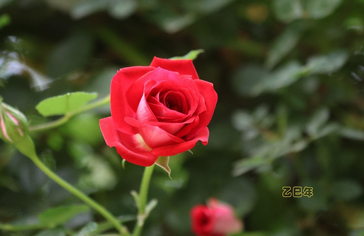 月季花【乙巳年-130】