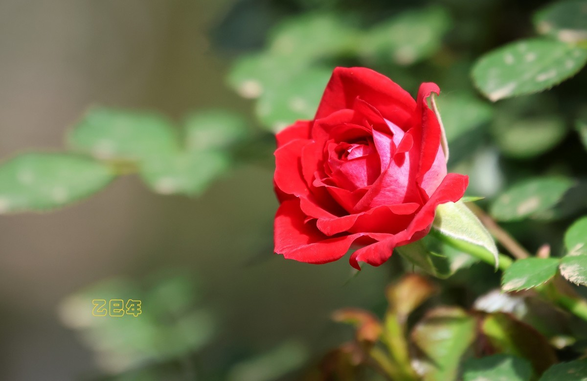 月季花【乙巳年-130】
