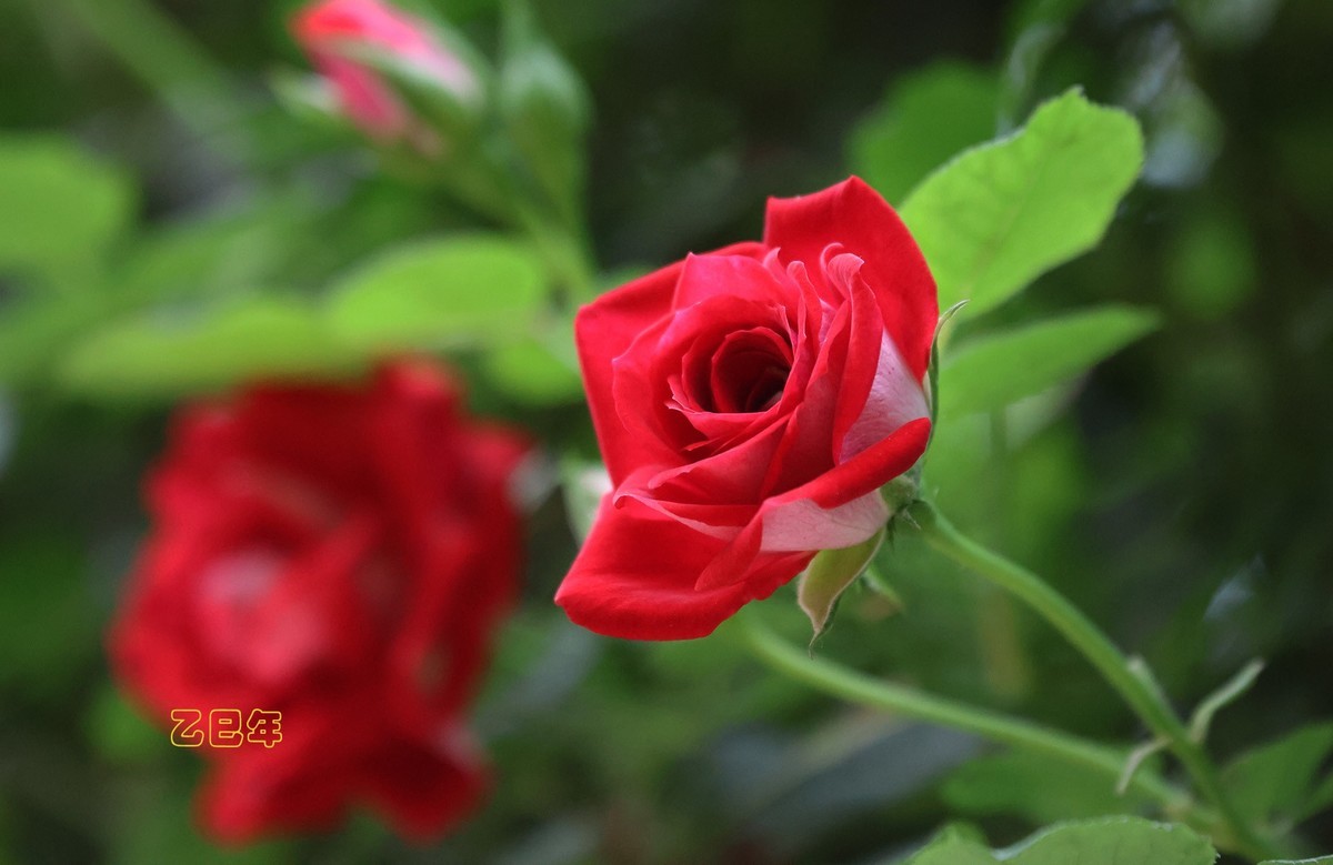 月季花【乙巳年-130】