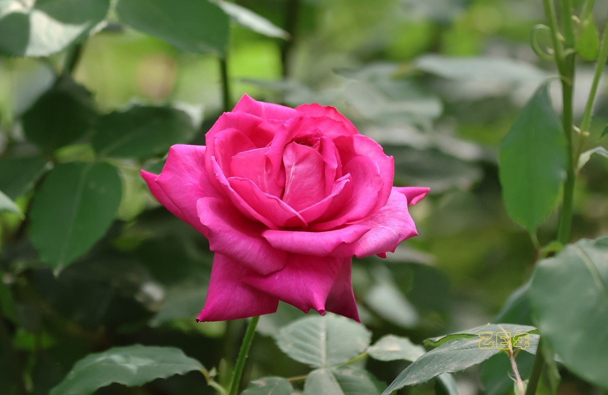 月季花【乙巳年-130】